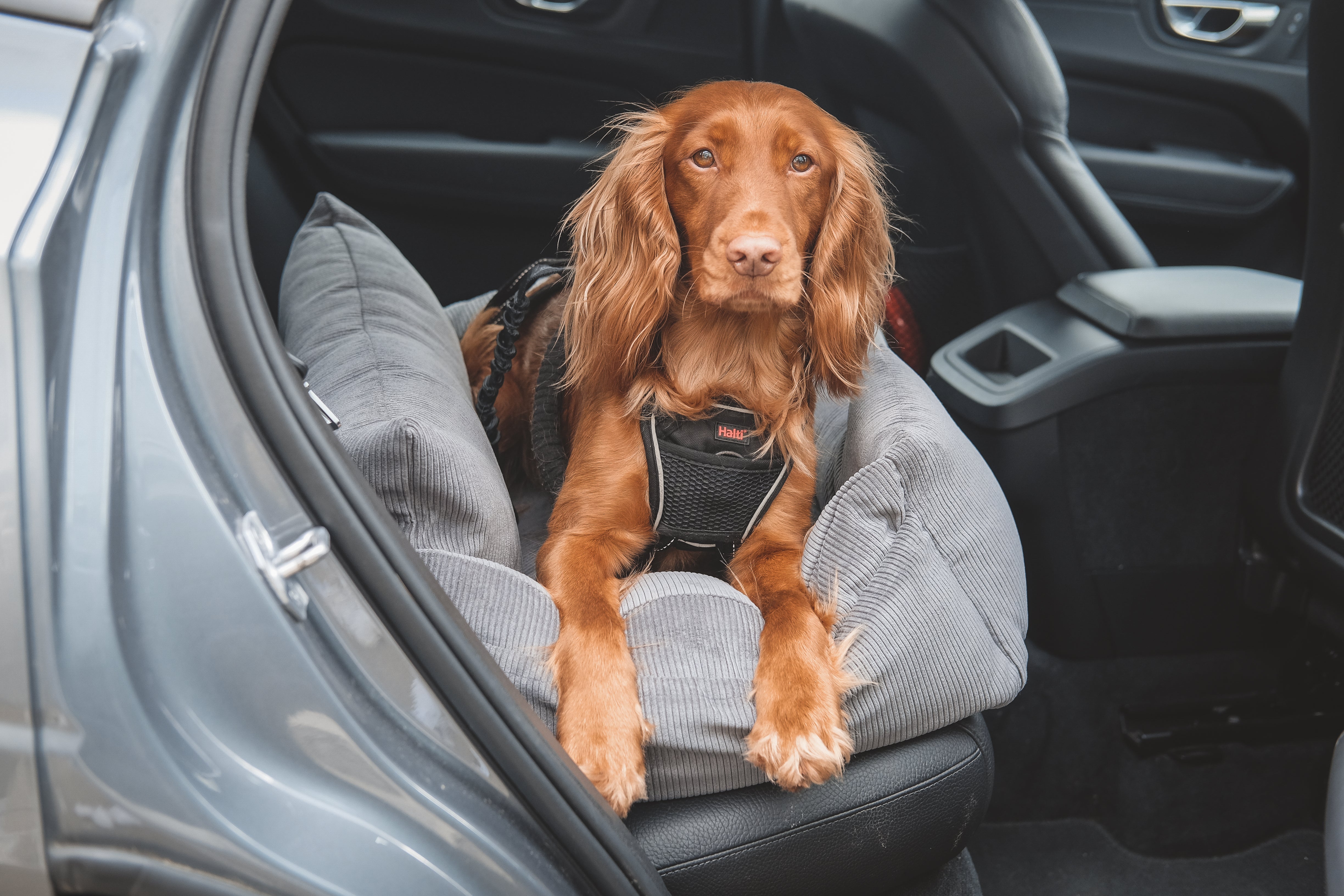 Luxury Large Dog Car Seat with Isofix