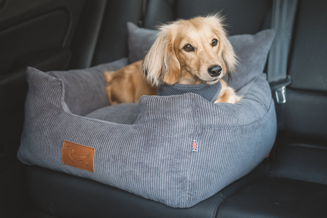 5 reasons you need a dog car seat