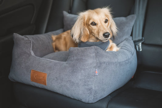 5 reasons you need a dog car seat