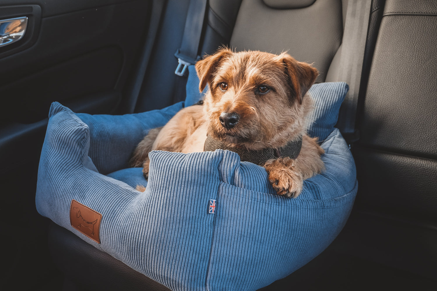 Medium sized dog secured in a comfortable and safe, blue dog car seat 