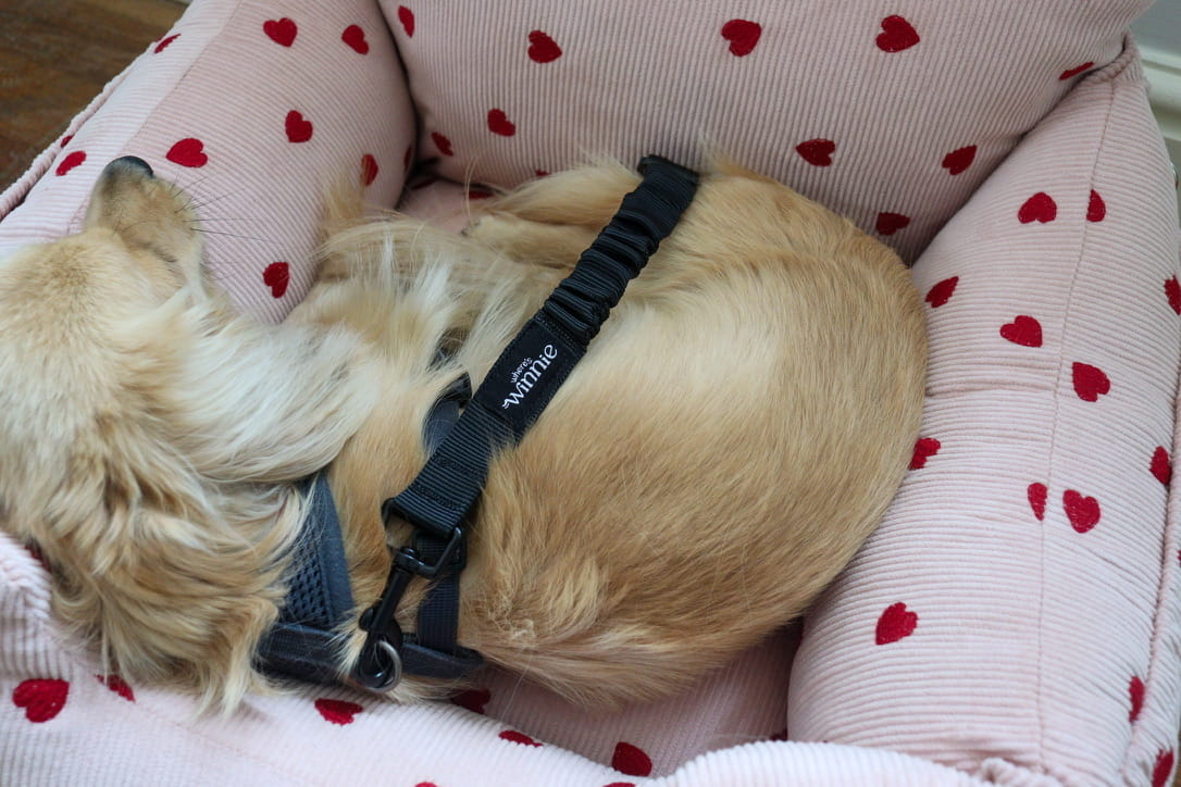 Luxury Isofix Dog Car Seat - Limited Edition Pink Hearts