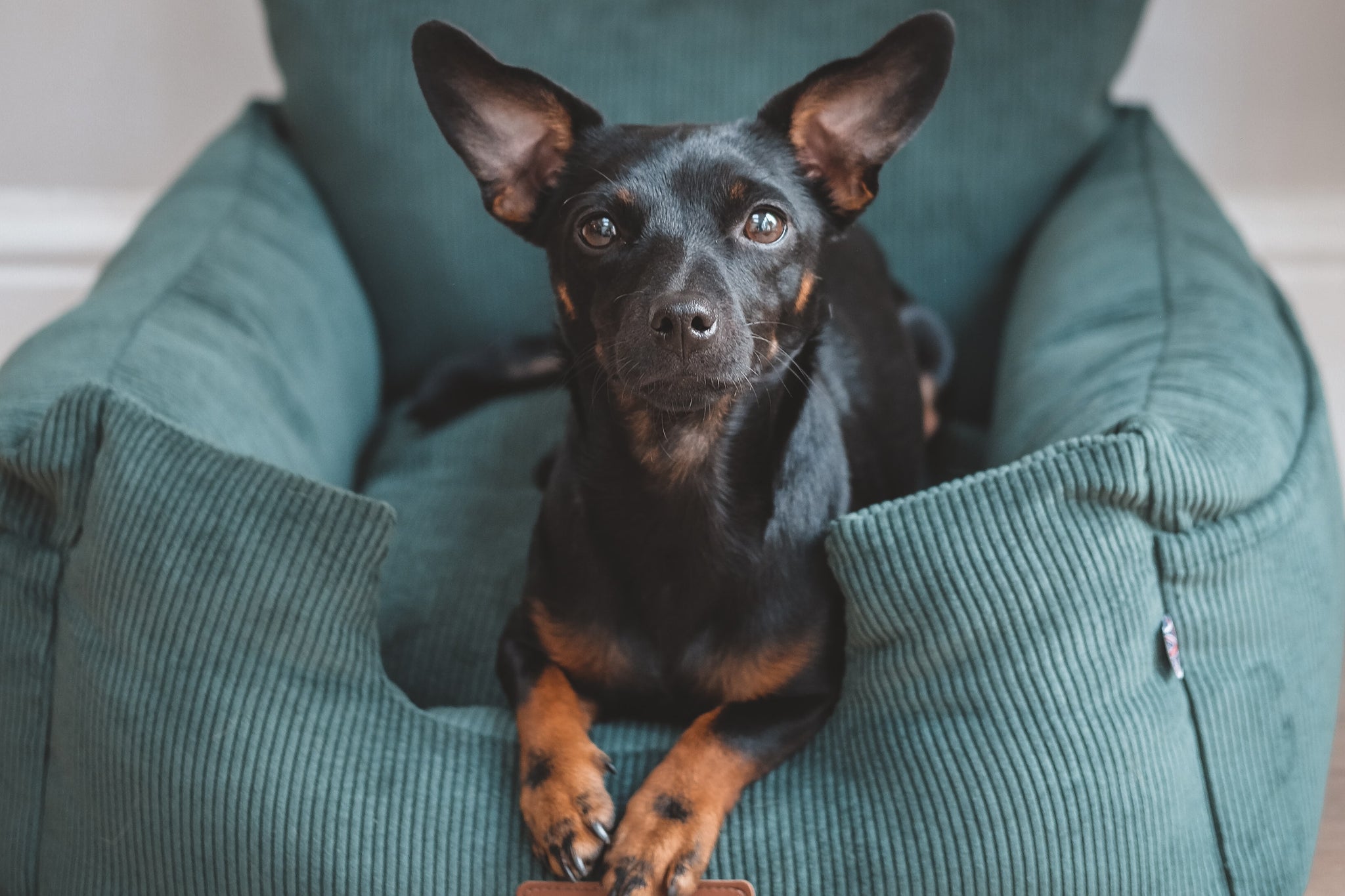 Luxury Isofix Dog Car Seat Country Green Where's Winnie