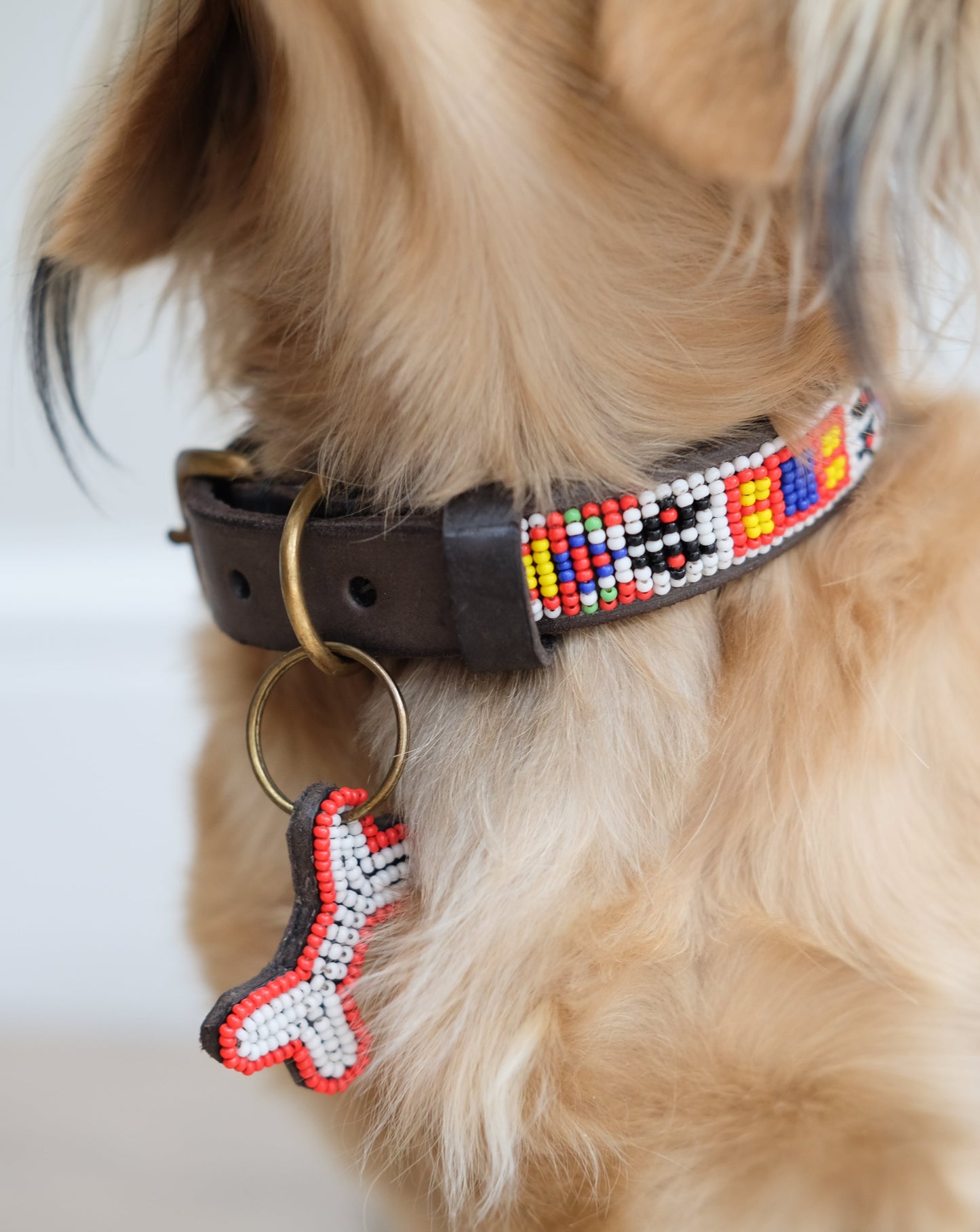 Dog Collar - Geronimo